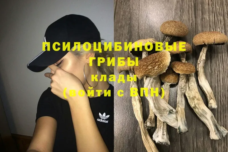 Псилоцибиновые грибы Psilocybine cubensis  блэк спрут как войти  Болохово 